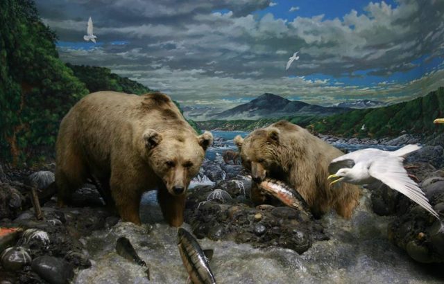 Museo Civico di Storia Naturale